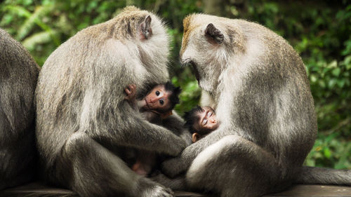 Monkey mother breastfeeds baby. monkey macaque in the rain forest. 