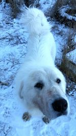 Dog on snow covered landscape