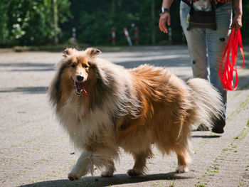 Full length of dog walking outdoors