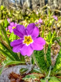 Close-up of purple flower