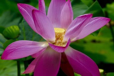 Close-up of pink flower blooming outdoors