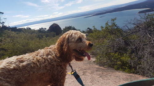 Dog on tree against sky