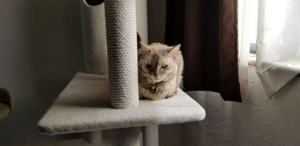 Cat sitting by window at home