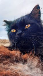 Portrait of black cat