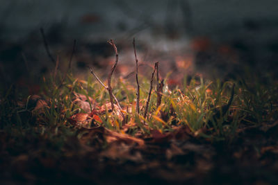 Close-up of grass on field