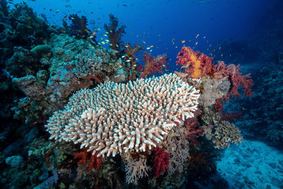 Underwater photo of a huge table coral at elba reef red sea egypt