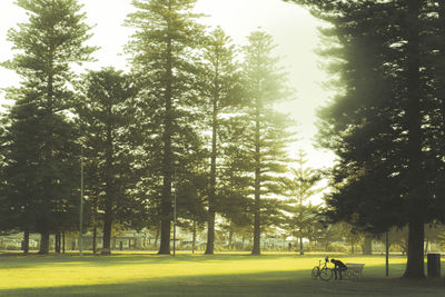 Trees in park against sky