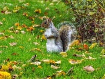 Squirrel on field