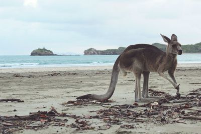 Kangaroo standing on beach against sky