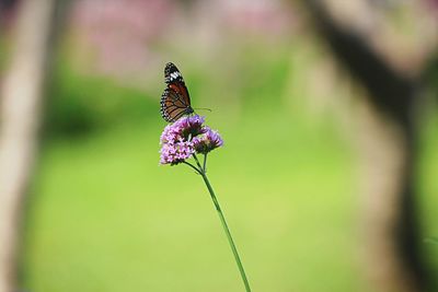 Close-up of butterfly pollinating on purple flower