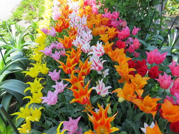 Close-up of multi colored flowers blooming in park