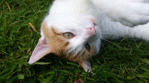 Close-up of rabbit on grassy field
