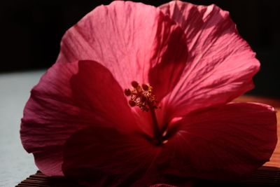Close-up of pink hibiscus flower against black background