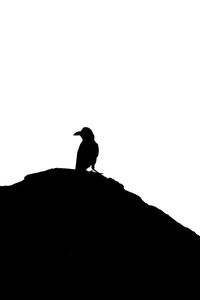 Low angle view of silhouette bird perching on rock against sky