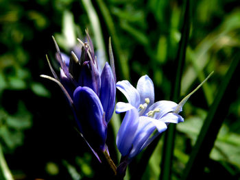 Close-up of purple crocus flowers on field