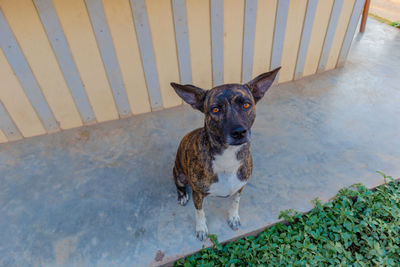 High angle portrait of dog standing outdoors