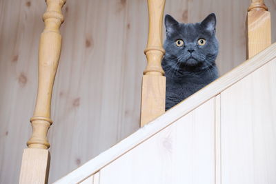 Portrait of cat sitting outdoors