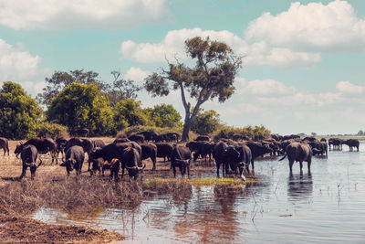 View of a horse in the water