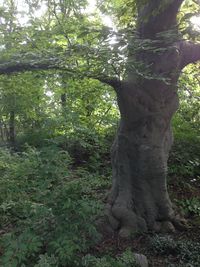 Trees in forest
