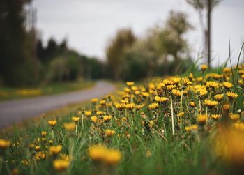 Close-up of yellow flowering plants on field