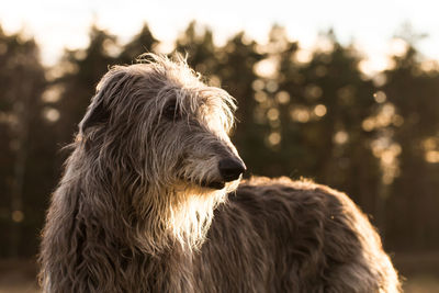 Close-up of a dog