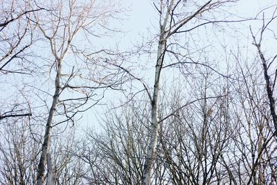 Low angle view of bare trees in forest