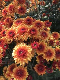 High angle view of multi colored flowering plants