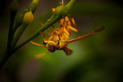 Close-up of wasp on buds