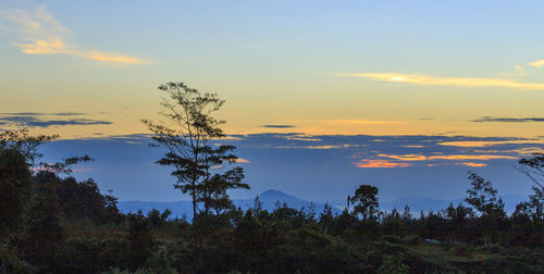 Scenic view of forest against sky during sunset