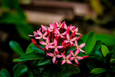 Close-up of red flower blooming in park