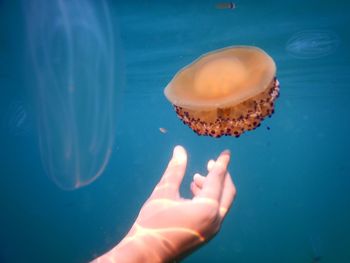 Cropped hands holding jellyfish undersea