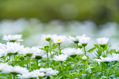 Close-up of white flowers on field