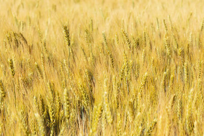 Gold wheat ears on the field on sunny day