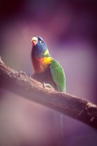 Close-up of parrot perching on branch