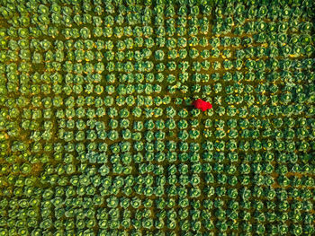 A woman working on a field 