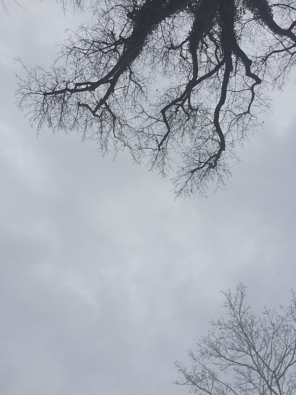 nature, sky, no people, close-up, tree, fragility, outdoors, branch, bird, day