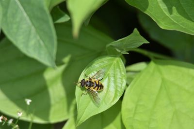 Close-up of bee on leaf