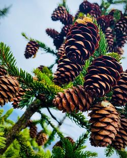 Close-up of pine cone on tree