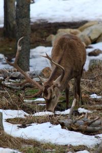 Deer on snow covered land