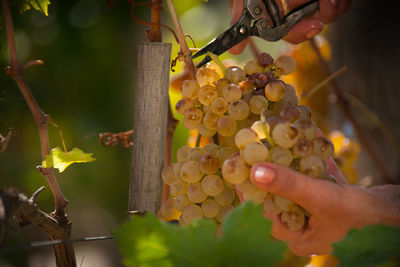 Close-up of hand holding grapes