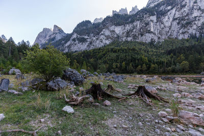 Plants growing on land