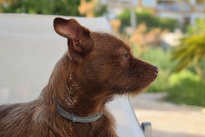 Close-up of dog