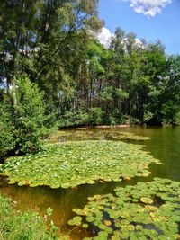 Scenic view of lake amidst trees and plants