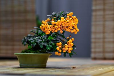 Close-up of yellow flower pot on table