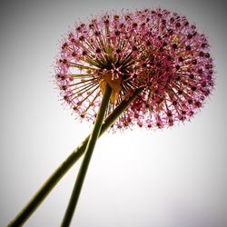 Close-up of flowers