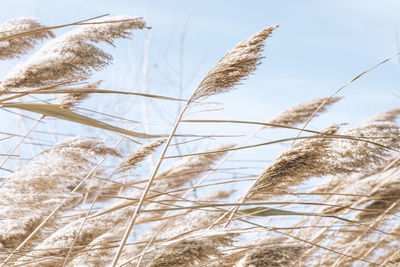 Dry reed on the lake, reed layer, reed seeds. golden reeds on the lake sway in the wind 