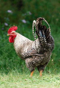 Close-up of rooster on field