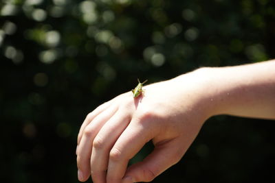 Close-up of insect on hand