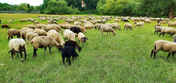 Sheep grazing in a field