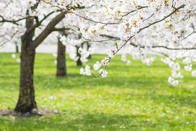 Sakura. blooming, flowering, from bud to flower. first blossom buds and flowers in the spring